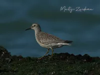 Kanoet [Calidris canutus]